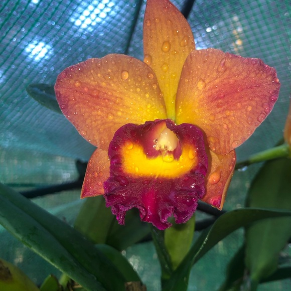 Meet your Posher, Nora - Picture 2 of 3